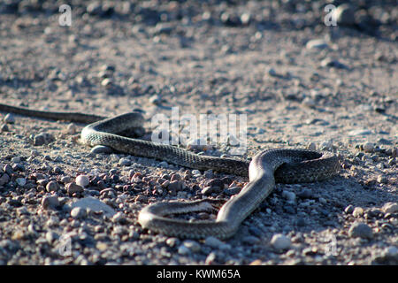 Dead snake cobra serpent Stock Photo