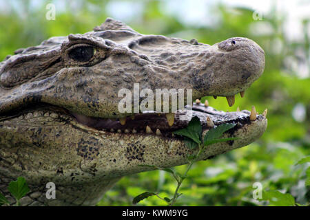 Alligator Crocodile Jacare Caiman Bonito Brazil Stock Photo