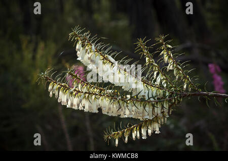 Common Heath Epacris impressa. Growing to a height of 2-3 metres, often seen between .5 to 1 metre in height. Stock Photo