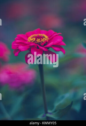 Zinnia pink flower petals and yellow center on green and pink background with yellow star pollen Stock Photo