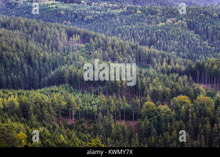 Forests of Bohemian Switzerland also called Czech Switzerland in Elbe Sandstone Mountains, Czech Republic Stock Photo