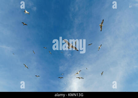 Several seagulls soaring in a thermal column over the sea in mediterranean sea Stock Photo