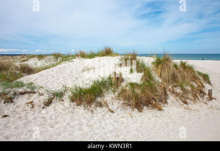 Dune grass, marram grass at the west beach, Darsser Ort, Prerow, Fishland, Mecklenburg-Western Pomerania, Baltic sea, Germany, Europe Stock Photo