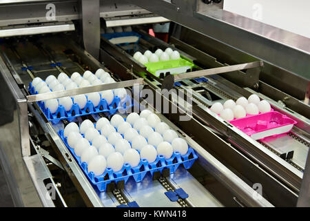 Chicken eggs on a conveyor belt at a food factory Stock Photo