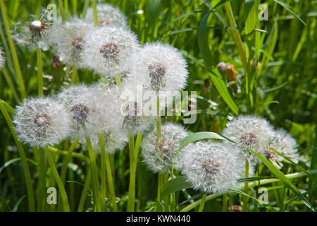 Meadow with Dandelion (Taraxacum officinale), Wustrow, Fischland, Mecklenburg-Western Pomerania, Baltic sea, Germany, Europe Stock Photo