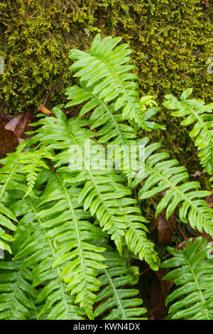 Licorice ferns (Polypodium glycyrrhiza) along Rail Trail Boardwalk, Ankeny National Wildlife Refuge, Oregon Stock Photo