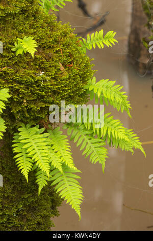 Licorice ferns (Polypodium glycyrrhiza) along Rail Trail Boardwalk, Ankeny National Wildlife Refuge, Oregon Stock Photo