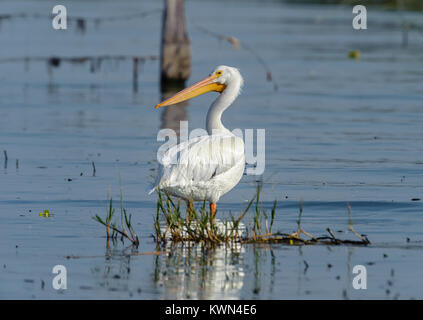 American white Pelican (Pelicanus erythrorhynchos) standing in Lake Chapala - Ajijic, Jalisco, Mexico Stock Photo