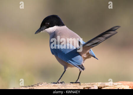 Iberian Magpie also known as Iberian azure-winged Magpie Cyanopica cooki Extremadura Spain December Stock Photo