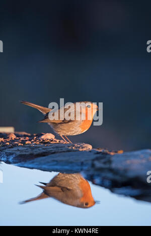 Robin Erithacus rubecula at drinking pool Extremadura Spain Stock Photo