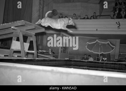 A dog leaps from the end of a wooden platform into a swimming pool as spectators look on, during a dock jumping competition in Eureka, California, 1950. Stock Photo