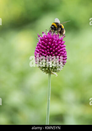 A buff tailed bumble bee collecting pollen from an allium sphaerocephalon head. Stock Photo