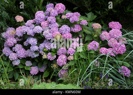 Hydrangea in full bloom. Stock Photo