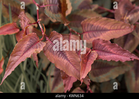 Persicaria ‘Red Dragon’ Knotweed Red Dragon – pointed lance-shaped ...