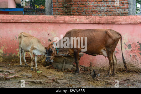 Holy cows eating at house in Bodh Gaya, India. Stock Photo