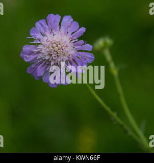 A scabious 'butterfly blue' flower in full bloom. Stock Photo