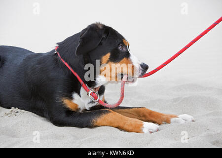 Young Greater Swiss Mountain Dog / Grosser Schweizer Sennenhund lying in sand on the beach and biting rope leash Stock Photo