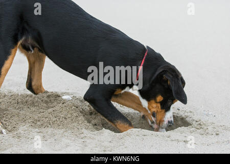 Young Greater Swiss Mountain Dog / Grosser Schweizer Sennenhund digging a hole in sand of sandy beach along the coast Stock Photo