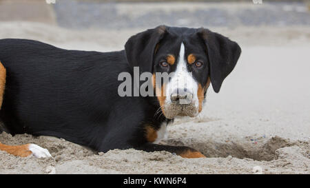 Young Greater Swiss Mountain Dog / Grosser Schweizer Sennenhund digging a hole in sand of sandy beach along the coast Stock Photo