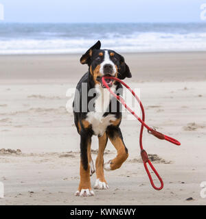 Young playful Greater Swiss Mountain Dog / Grosser Schweizer Sennenhund with rope leash in mouth on the beach along the coast Stock Photo