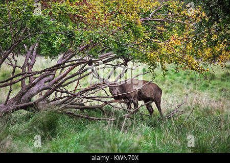 Red deer (Cervus elaphus) head-shaking stag displaying by braking off branches from fallen tree during the rut in autumn forest