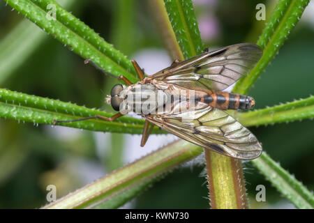 Dorsal view of a Downlooker Snipefly (Rhagio scolopaceus) resting on a thistle. Thurles, Tipperary, Ireland. Stock Photo