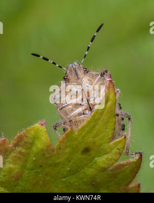 Underside view of a Hairy Shieldbug (Dolycoris baccarum) on the top edge of a leaf. Cahir, Tipperary, Ireland. Stock Photo
