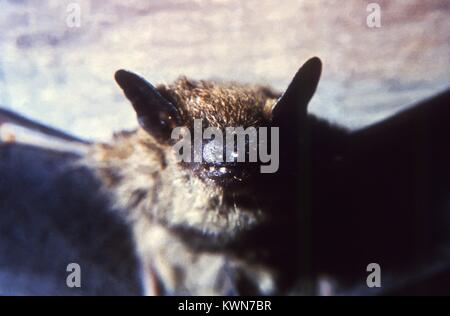 This is an anterior view of the face of a Myotis lucifugus, or Little Brown Bat, found in Trenton, N.J. The M. lucifugus is a member of the family Vespertilionidae, and is prevalent throughout North America, 1966. These bats seldom become aggressive when rabid, and therefore, rarely transmit rabies to humans. Image courtesy CDC. Stock Photo