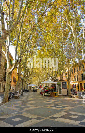 La Rambla, Palma, Mallorca, Balearic islands, Spain Stock Photo