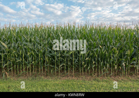 Corn growing on the site of Millers Cornfield, Antietam National Battlefield, Maryland, United States. Stock Photo