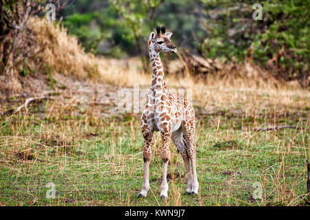 new born Masai giraffe, Giraffa camelopardalis tippelskirchi, Serengeti National Park, UNESCO world heritage site, Tanzania, Africa Stock Photo
