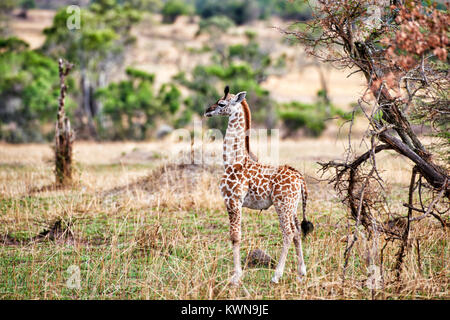 new born Masai giraffe, Giraffa camelopardalis tippelskirchi, Serengeti National Park, UNESCO world heritage site, Tanzania, Africa Stock Photo