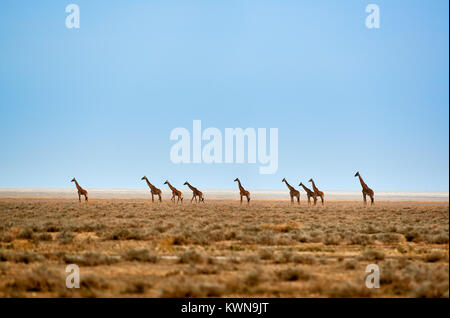 herd of Masai giraffes on dry Serengeti plains, Serengeti National Park, UNESCO world heritage site, Tanzania, Africa Stock Photo