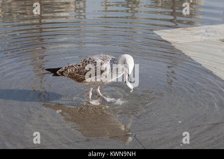 Juvenile seagull spitting out  plastic it had ingested while scavenging food from tourists in Piazza San Marco, Venice, Italy. Dangers of human pollut Stock Photo