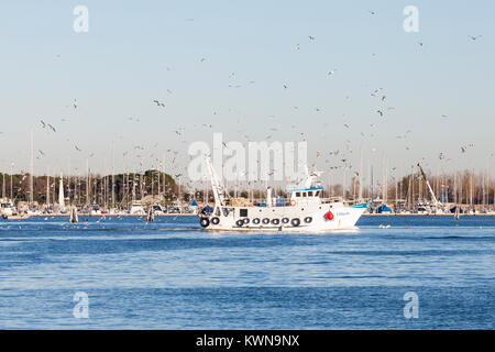 Flock of wheeling seagulls chasing a fishing boat in Chioggia, Venice, Veneto, Italy as it returns to port with its catch in the evening Stock Photo