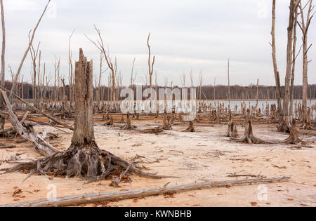 A lake and dead, fallen trees. Land that was once under water is now exposed showing drought conditions. Stock Photo