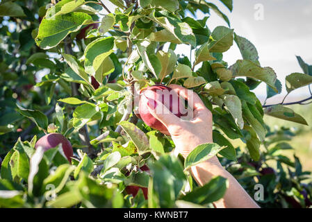 close up of woman's hand picking an apple from tree at orchard in fall Stock Photo