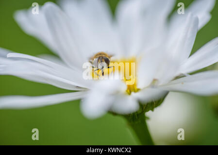 closeup of bee on white daisy Stock Photo