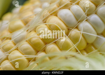 macro closeup of sweet yellow corn kernels on the cob with silk fibers Stock Photo