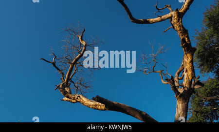 branches of a dead tree with sky background. Stock Photo