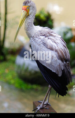 a white stork sitting on bridge railings ciconia at rainy day. stork. Stock Photo