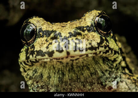 A close-up of a Gray Tree Frog inside a tree cavity. Stock Photo