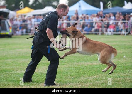 Essex Police Dog Unit Police Dog Demonstration 2017 Essex Dog Day working dogs at Crix Chelmsford Essex Stock Photo