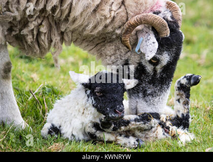 A Swaledale ewe and her newborn lamb bond shortly after birth. The mother washes her lamb, which hasn't yet stood. Stock Photo