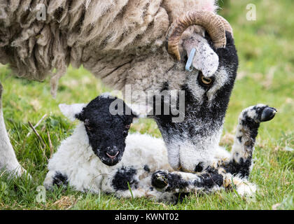 A Swaledale ewe and her newborn lamb bond shortly after birth. The mother washes her lamb, which hasn't yet stood. Stock Photo