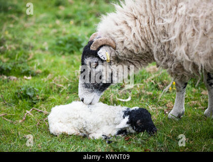 A Swaledale ewe and her newborn lamb bond shortly after birth. Stock Photo
