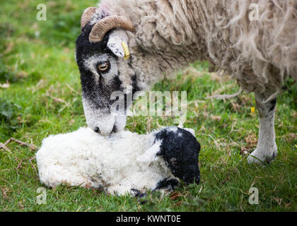 A Swaledale ewe and her newborn lamb bond shortly after birth. Stock Photo