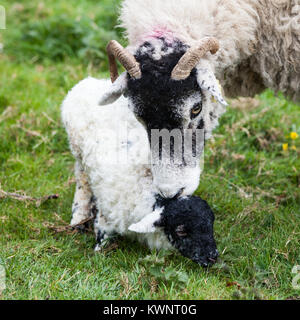 A square cropped photograph of a Swaledale ewe and her newborn lamb bonding shortly after birth. The lamb is making its first attempts to stand. Stock Photo