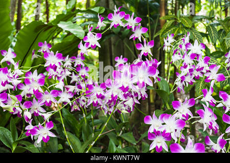 Beauty purple orchids (Orchidaceae family) in the park Stock Photo