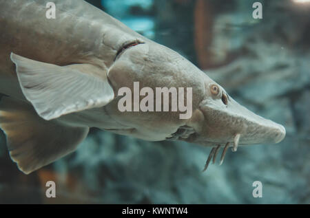 Atlantic sturgeon in the zoo. Acipenser oxyrinchus oxyrinchus. Stock Photo